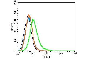 RSC96 cells probed with Rabbit Anti-DAT/Dopamine transporter Polyclonal Antibody . (SLC6A3 antibody  (AA 251-350))