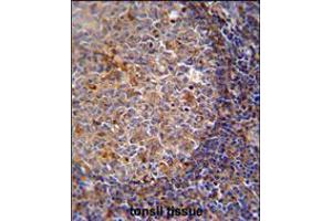 ARHGAP25 Antibody immunohistochemistry analysis in formalin fixed and paraffin embedded human tonsil tissue followed by peroxidase conjugation of the secondary antibody and DAB staining. (ARHGAP25 antibody  (AA 193-219))