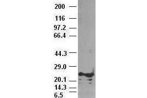 Western Blotting (WB) image for anti-Noggin (NOG) (AA 28-232) antibody (ABIN1491315) (NOG antibody  (AA 28-232))