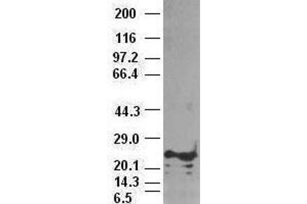 NOG 抗体  (AA 28-232)