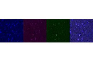 Immunohistochemistry (IHC) image for anti-G-Protein Signaling Modulator 1 (GPSM1) antibody (ABIN7456099) (GPSM1 antibody)