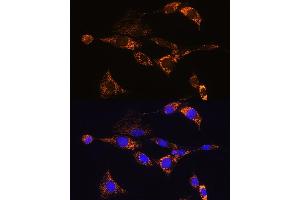 Immunofluorescence analysis of NIH/3T3 cells using PDE12 Rabbit pAb (ABIN7269299) at dilution of 1:100.