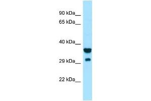 Western Blotting (WB) image for anti-Signal-Regulatory Protein gamma (SIRPG) (Middle Region) antibody (ABIN2790197)
