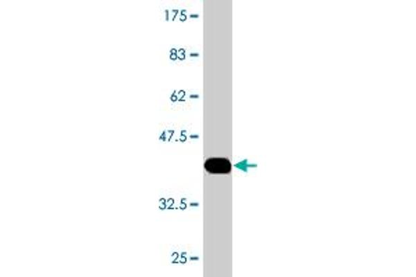 HAAO antibody  (AA 97-196)