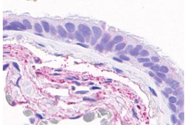GPR4 antibody  (C-Term)