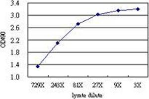 Sandwich ELISA detection sensitivity ranging from approximately 729x to 3x dilution of the FGF21 293T overexpression lysate (non-denatured). (FGF21 (Human) Matched Antibody Pair)