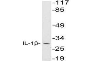 Western blot analysis of IL-1B Antibody in extracts from HeLa cells.
