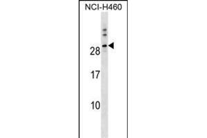 TTYH1 Antibody (N-term) (ABIN1538857 and ABIN2849795) western blot analysis in NCI- cell line lysates (35 μg/lane).