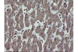 Image no. 2 for anti-Protein Disulfide Isomerase Family A, Member 3 (PDIA3) (AA 140-505) antibody (ABIN1490935) (PDIA3 antibody  (AA 140-505))