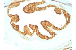 Formalin-fixed, paraffin-embedded Rat Oviduct with Cytokeratin, pan Monoclonal Antibody cocktail (KRTL/1077 + KRTH/1076). (KRT77, KRT76 antibody)