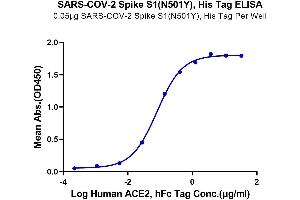 Immobilized SARS-COV-2 Spike S1 (N501Y), His Tag at 0. (SARS-CoV-2 Spike S1 Protein (N501Y) (His tag))