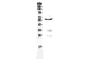 Western Blotting (WB) image for anti-Programmed Cell Death 4 (PDCD4) (AA 346-446) antibody (ABIN5518943)