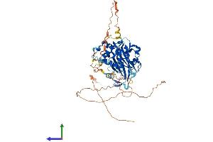 AlphaFold protein structure predicition of Human Recombinant USP17L3 Protein, UniprotID A6NCW0 (USP17L3 Protein (AA 1-530) (His tag))