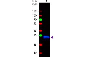 Western Blot of Rabbit anti-GST Fluorescein Conjugated Antibody. (GST antibody  (FITC))