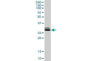 TTC33 MaxPab polyclonal antibody. (TTC33 antibody  (AA 1-262))