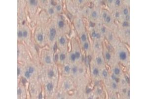 Used in DAB staining on fromalin fixed paraffin- embedded Kidney tissue (PTPRO antibody  (AA 948-1205))
