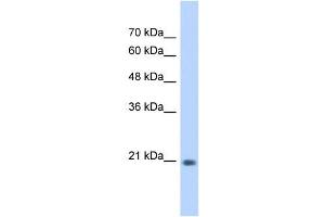 GINS2 antibody used at 0.