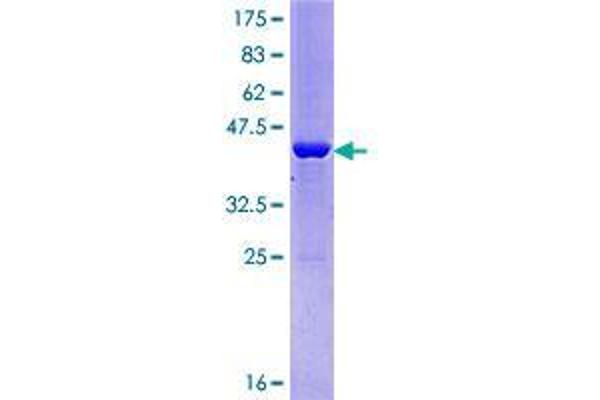 ALG13 Protein (AA 1-165) (GST tag)