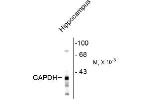 Western blot of rat hippocampal lysate showing the immunolabeling of ~38k GAPDH protein. (GAPDHS antibody)