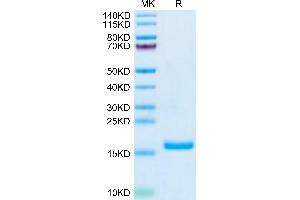 GDNF Protein (AA 78-211)