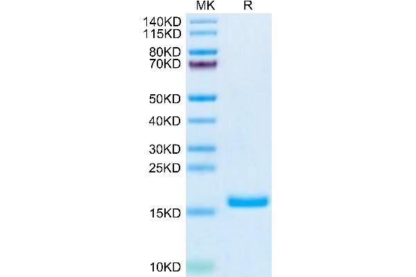 GDNF Protein (AA 78-211)