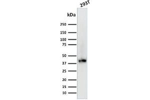 Western Blot Analysis of Human 293T cell lysate using BMI1-Monospecific Mouse Monoclonal Antibody (BMI1/2689). (BMI1 antibody  (AA 142-326))