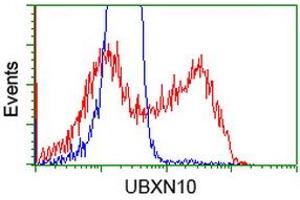 HEK293T cells transfected with either RC208225 overexpress plasmid (Red) or empty vector control plasmid (Blue) were immunostained by anti-UBXN10 antibody (ABIN2453762), and then analyzed by flow cytometry. (UBXN10 antibody)