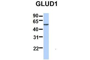 Host:  Rabbit  Target Name:  SERPINA3  Sample Type:  Human Adult Placenta  Antibody Dilution:  1. (GLUD1 antibody  (N-Term))