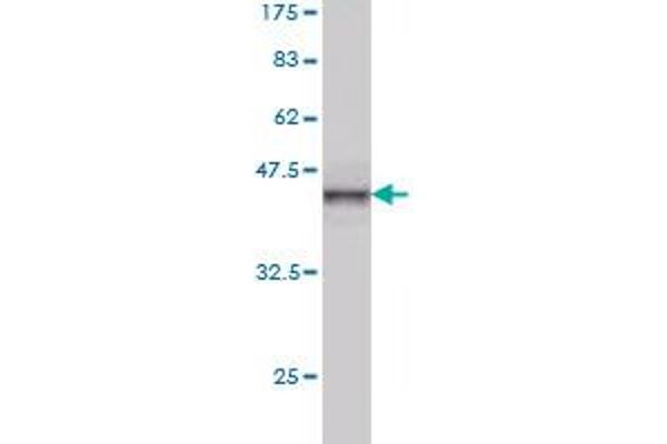 UBE2N antibody  (AA 1-152)