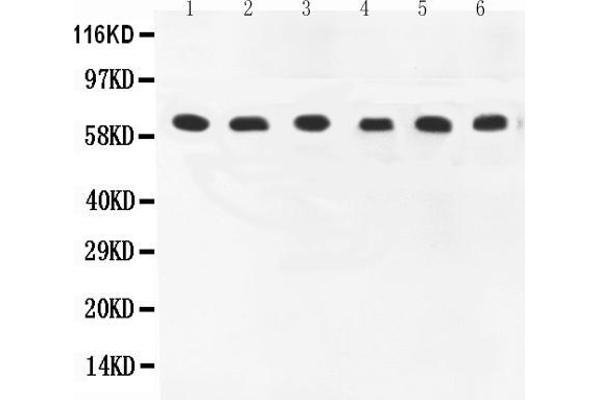 PTGS1 antibody  (AA 318-599)