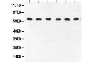 Anti-COX1 Picoband antibody, All lanes: Anti-COX1 at 0.