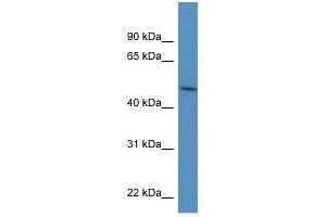 PDIA6 antibody used at 1 ug/ml to detect target protein. (PDIA6 antibody  (N-Term))