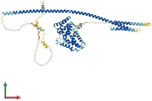 AlphaFold protein structure predicition of Mouse Recombinant Gle1 Protein, UniprotID Q8R322