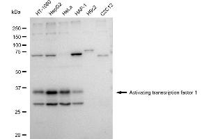 Western blotting analysis using Activating transcription factor 1 antibody (ABIN7797478).