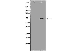Western blot analysis of LoVo cell lysate, using SLAMF1 Antibody. (SLAMF1 antibody  (C-Term))