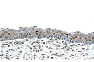Human Skin (CENPA antibody  (N-Term))