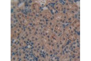 Figure. (Galectin 9 antibody  (AA 17-147))