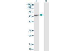 PPP2R5A antibody  (AA 1-486)
