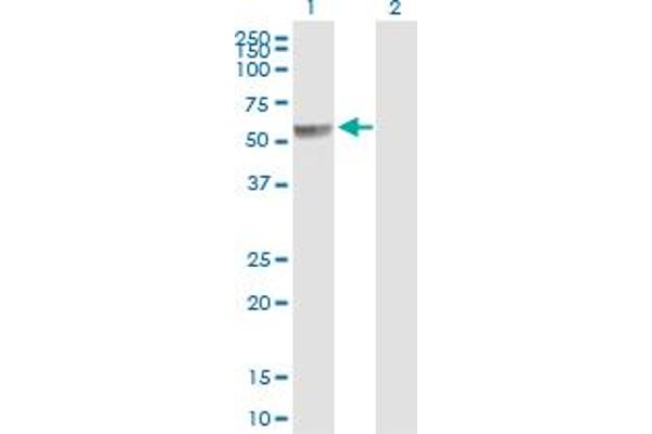 PPP2R5A antibody  (AA 1-486)