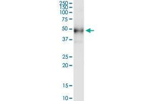 DHH monoclonal antibody (M01), clone 4F10. (desert Hedgehog antibody  (AA 210-310))