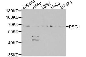 Western blot analysis of extracts of various cells, using PSG1 antibody. (PSG1 antibody)
