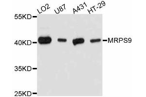 Western blot analysis of extracts of various cell lines, using MRPS9 antibody (ABIN5998262) at 1:3000 dilution. (MRPS9 antibody)