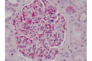 Anti-IKB Alpha antibody IHC of human kidney. (NFKBIA antibody  (C-Term))