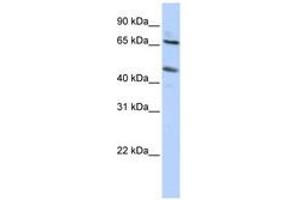 SLC26A10 antibody  (N-Term)