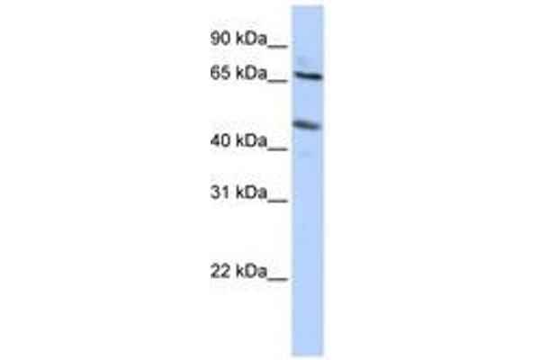 SLC26A10 antibody  (N-Term)