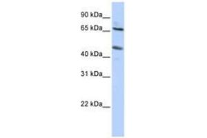 Image no. 1 for anti-Solute Carrier Family 26 (Sulfate Transporter), Member 10 (SLC26A10) (N-Term) antibody (ABIN6740628) (SLC26A10 antibody  (N-Term))