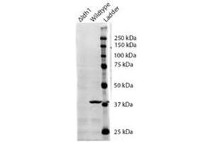 Western Blotting (WB) image for anti-Isocitrate Dehydrogenase 1 (NADP+), Soluble (IDH1) (AA 281-295) antibody (ABIN793359) (IDH1 antibody  (AA 281-295))