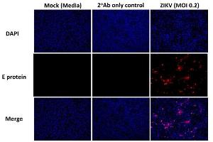 Detection of Zika virus by immunofluorescence using   Immunofluorescence images of Vero cells infected with ZIKV after 30h infection as well as controls. (Recombinant Flavivirus Group Antigen antibody)