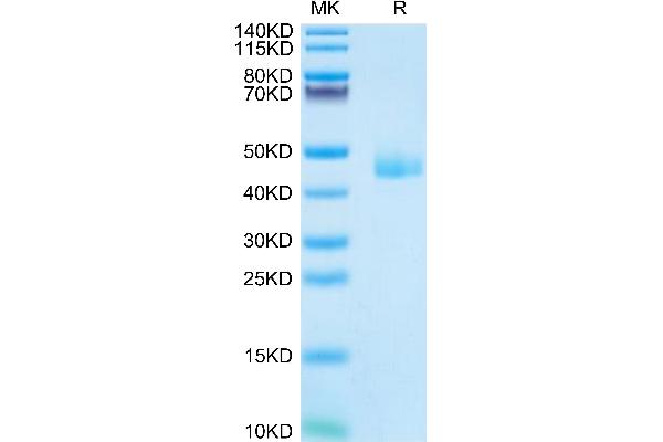 CCL24 Protein (AA 27-119) (Fc Tag)