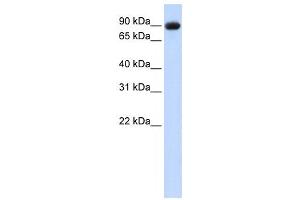 Western Blotting (WB) image for anti-Periostin (POSTN) antibody (ABIN2458592) (Periostin antibody)